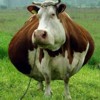 Коровы против «Запорожстали»