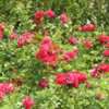 В Бердянске посадили 300 кустов роз