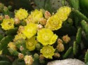 В Запорожье расцвели «колючие груши» морозостойких кактусов