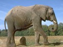 За то, что на него упал слон, украинский турист получит 5 тыс. грн.