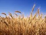 В Мелитопольском районе уборка ранних зерновых идет по плану