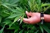 19 килограммов марихуаны изъяли у безработного в Запорожье