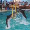 В Бердянске откроют дельфинарий