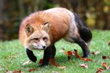 Бешеные лисы водятся в Запорожской области