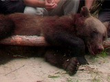 Медведь напал на работников цирка - есть жертвы