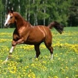 В Симферополе пройдут соревнования по конному спорту