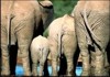 В Таиланде впервые родился слоненок из пробирки
