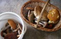 Запорожцы умирают отравившись грибами