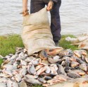 Три запорожца за день незаконно выловили 400 кг рыбы