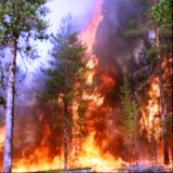 1,6 га леса сгорело в лесничестве