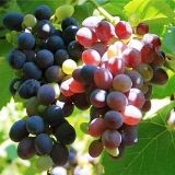В Запорожье выращивают лучший виноград