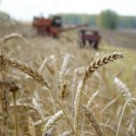 Можем остаться без хлеба? На Запорожье критически низкий урожай зерновых!