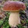 На территории Запорожской области появились грибы "убийцы"