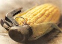 Зачем Евросоюз разрешил выращивать ГМО-кукурузу