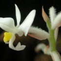 К празднику расцвела «драгоценная» орхидея - ФОТО