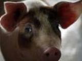 Свиным гриппом заражены миллион американцев