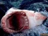В Египте акула убила туристку