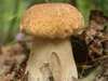МЧС Запорожья о состоянии здоровья детей, отравившихся грибами