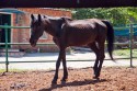 Запорожская милиция заморила лошадей голодом до смерти! ФОТО