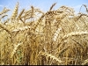 Запорожские спекулянты на рынке зерна. Новый сезон начался