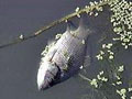 Рыба в Запорожских водоёмах может погибнуть