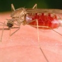 Осторожно: Комары заражают украинцев червями-паразитами!