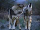 Учёные нашли новое животное - собако-волка