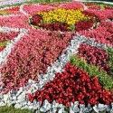 В День Победы Запорожье украсят 23 тыс. цветов