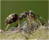 Ученые обнаружили новый вид муравьев