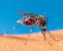 60 тысяч гривен  на борьбу с комарами