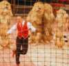В запорожский цирк привезли африканских львов