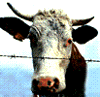 Коровье бешенство зафиксировано в Запорожье