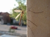 В Запорожье плодятся комары-мутанты