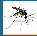 Натуральные способы борьбы с комарами
