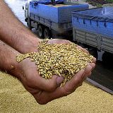 Запорожцы не хотят отдавать зерно в Аграрный фонд