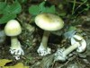 За три дня семь человек отравились грибами