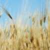 Своевременное формирование запасов продовольственного зерна – один из приоритетов деятельности облгосадминистрации