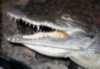 Осторожно! В Азовском море… огромный крокодил! (ФОТО)