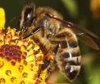 После Запорожья дикие пчёлы атакуют Владивосток
