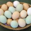 Запорожские куры снесли почти 157 миллионов штук яиц