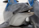 100 дельфинов, зажатые льдами, гибнут в Азовском море! ФОТО