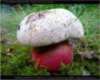 Запорожские грибы убивают!