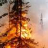 Кто  сжёг 15 гектар леса?