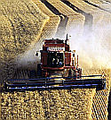 На Украине небывалый урожай зерна!