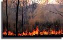 За один вчерашний день в области огнем уничтожено 34 га леса и посадок
