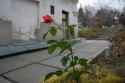 В декабре в саду Киево-Печерской Лавры расцвела роза! ФОТО