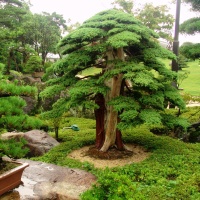 В ботаническом саду появится японский уголок