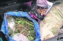 1,5 тонны наркотиков изъяли запорожские милиционеры