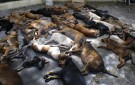 В Запорожье массовое убийство собак!