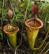Растение с зубами найдено на Филиппинах